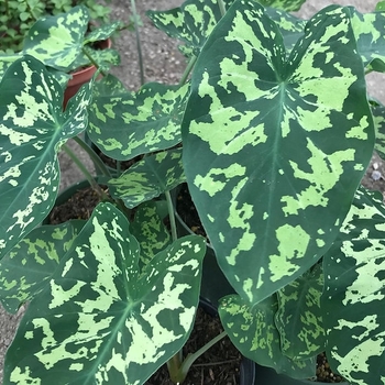 'Hilo Beauty' Elephant Ear