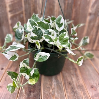 Epipremnum aureum - 'Pearls and Jade' Pothos