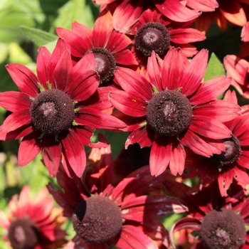 Rudbeckia - Assorted Black-Eyed Susan