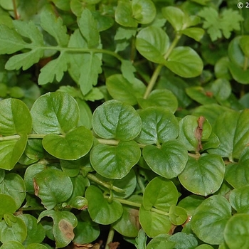 Creeping Jenny