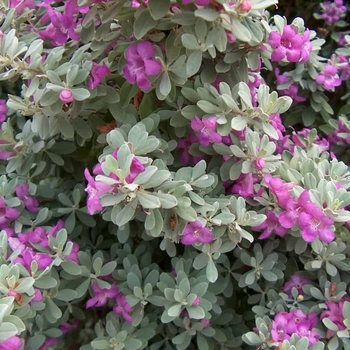 Leucophyllum frutescens - Texas Sage