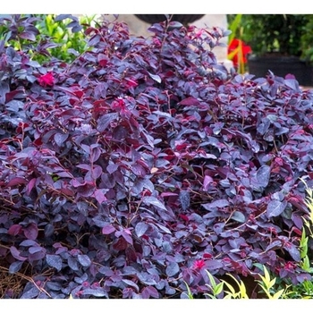 Loropetalum chinense - Loropetalum Choc