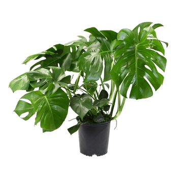 Monstera deliciosa - Philodendron Monstera Deliciosa