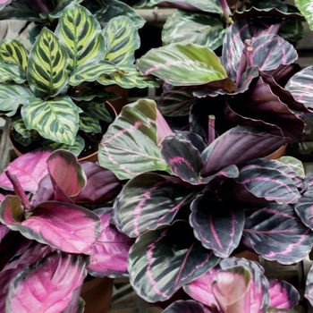 Calathea - Prayer Plant