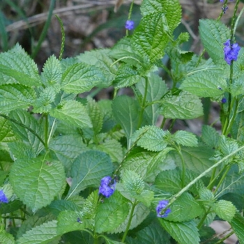 Stachytarpheta jamaicensis - Blue Porterweed