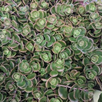 Sedum spurium - Green Sedum