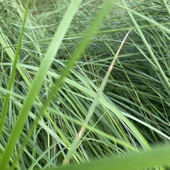 Spartina bakeri - Cord Grass