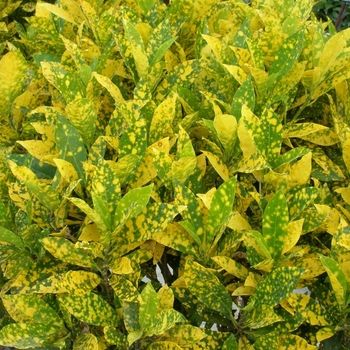 Codiaeum variegatum - 'Gold Dust' Croton