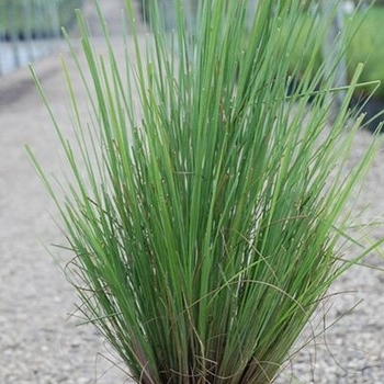 Tripsacum floridanum - Fakahatchee Grass Dwarf