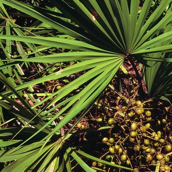 Serenoa repens - Silver Saw Palmetto