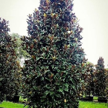 Magnolia grandiflora - Magnolia Brown Beauty