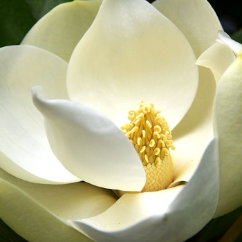 Magnolia grandiflora - Magnolia