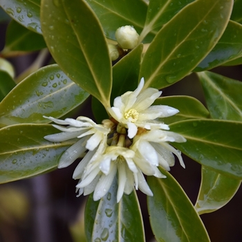 Illicium anisatum - Anise