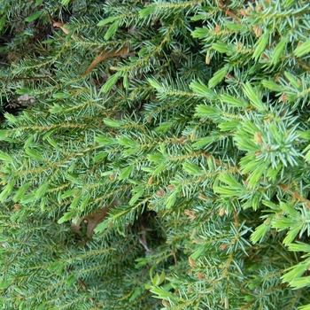 Juniperus conferta - Blue Pacific Juniper