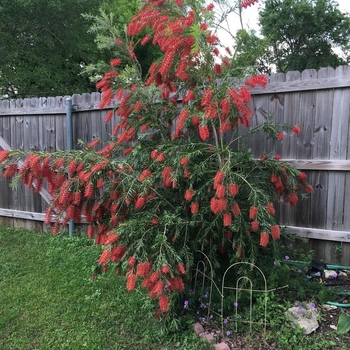 Calistemon viminalis - Weeping Bottlebrush