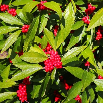 Ilex x attenuata - Eagleston Holly