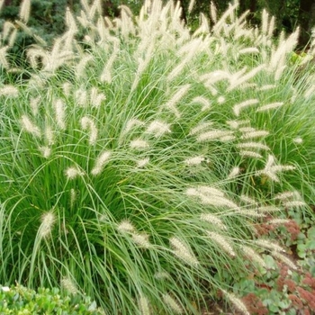 Pennisetum setaceum - White Fountain Grass