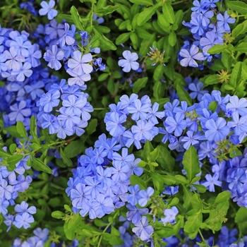 Plumbago auriculata - Plumbago