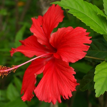 Hibiscus rosa-sinensis - Chinese Hibiscus