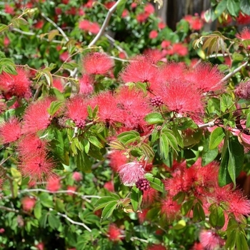 Calliandra haematocephala - Powderpuff Tree