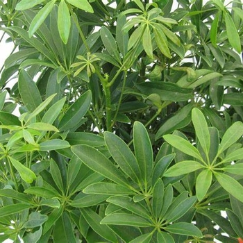 Schefflera arboricola - Green Arboricola