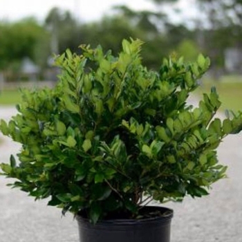 Ligustrum ovalifolium - Ligustrum Privet