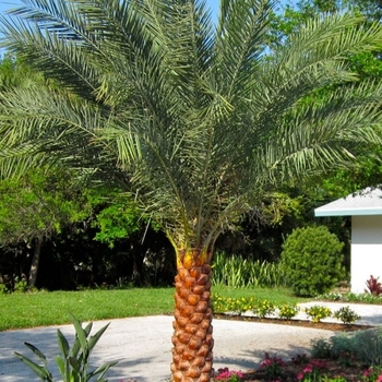 Phoenix sylvestris - Sylvester Palm