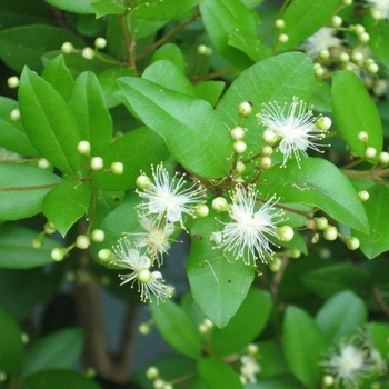 Myrcianthes fragrans - Simpson's Stopper