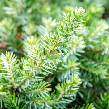 Juniperus conferta - Shore Juniper