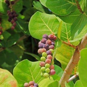 Coccoloba uvifera - Sea Grape