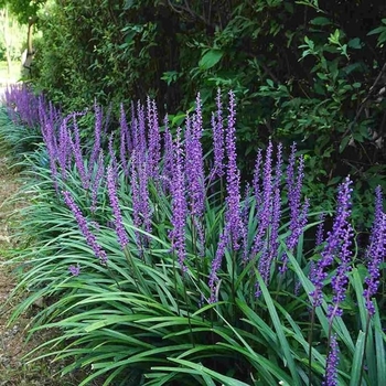 Liriope muscari - Super Blue Liriope