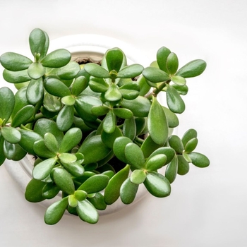 Crassula ovata - Jade Plant