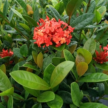 Ixora Taiwanensis - Ixora 'Dwarf'