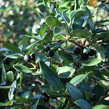 Rhaphiolepis indica - Indian Hawthorn