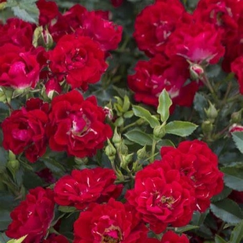 Rosa - Drift Rose