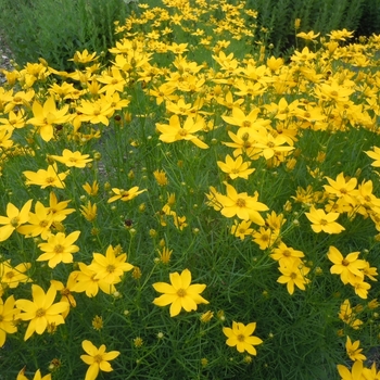 Coreopsis grandiflora - Coreopsis