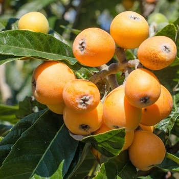 Eriobotrya japonica - Loquat