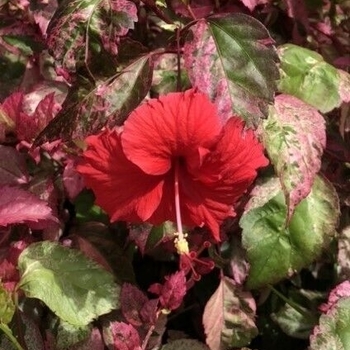 Red Hot Hibiscus