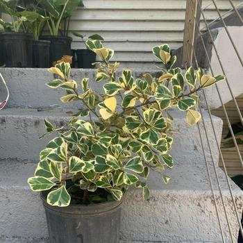 Ficus triangularus - Triangle Ficus