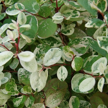 Breynia disticha - Snow Bush