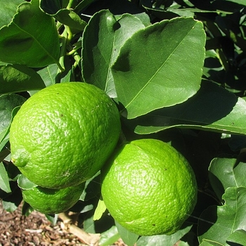 Citrus x latifolia - Persian Lime