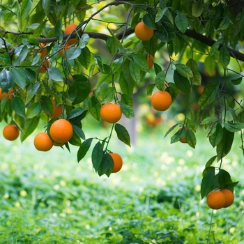 Citrus sinensis - Navel Orange