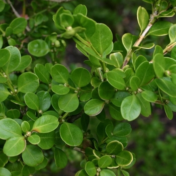 Buxus microphylla - Boxwood