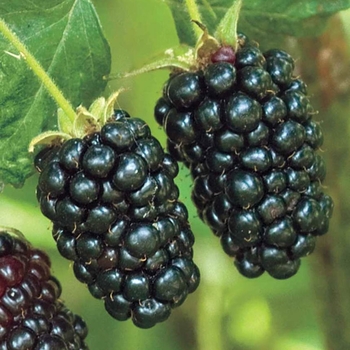 Rubus (Blackberry) - 'Freedom' Blackberry