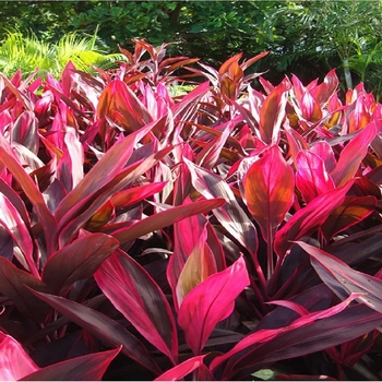 Cordyline terminalis - Ti Plant