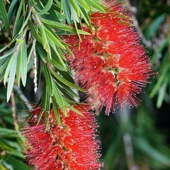 Callistemon - Bottlebrush