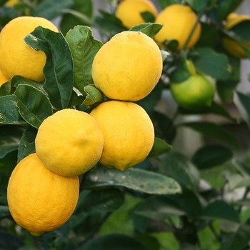 Citrus limon - Meyer Lemon