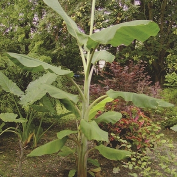 Musa acuminata - 'Ice Cream' Banana