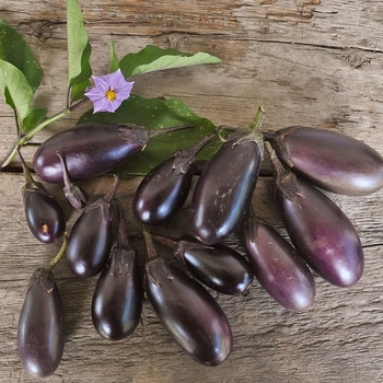 Solanum melongena - 'Patio Baby' Eggplant