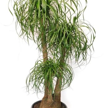 Beaucarnea recurvata - Pony Tail Palm